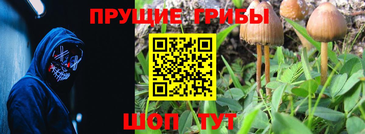 Псилоцибиновые грибы мицелий Шали